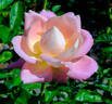 Amazing Grace ™ rose photo