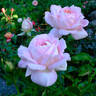 Amazing Grace ™ rose photo