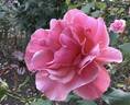 Duet rose photo