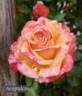 Acapulco rose photo