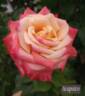 Acapulco rose photo