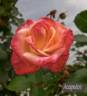 Acapulco rose photo