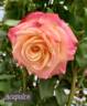 Acapulco rose photo
