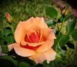 Nancy Reagan ™ rose photo