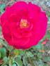 Mona Lisa rose photo