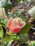 Lady Roberts rose photo