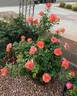 Easy Does It rose photo
