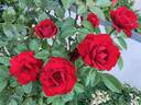 Crimson Bouquet ™ rose photo