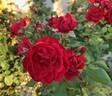 All Ablaze ™ rose photo
