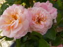 Calypso rose photo