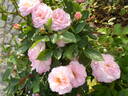 Calypso rose photo