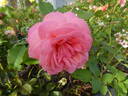 Kiss Me rose photo