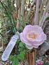 Lady Salisbury rose photo