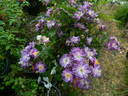 Ixl rose photo