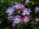 Ixl rose photo
