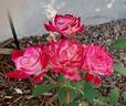 Grace N’ Grit ™ Pink Bicolor rose photo