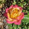 French Perfume rose photo