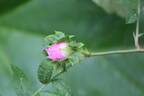R. roxburghii hirtula rose photo