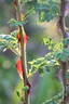 <i>Rosa omeiensis</i> f. <i>pteracantha</i> Rehder rose photo