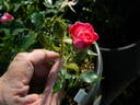 Rose Gilardi ™ rose photo