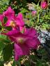 Berry-Bush™ Aurora ® rose photo