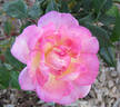 Souvenir de Madame Léonie Viennot rose photo