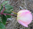 Souvenir de Madame Léonie Viennot rose photo