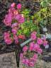Dick's Delight ™ rose photo