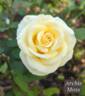 Archie Moss rose photo