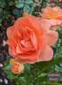 Stannard Beauty rose photo