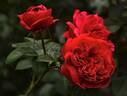 L. D. Braithwaite rose photo