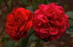 L. D. Braithwaite rose photo