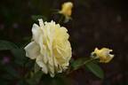 Chantilly Cream ™ rose photo