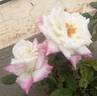 Headliner rose photo