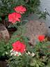 Colorific rose photo
