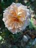 Saint Cecilia rose photo