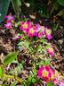 Laura Ashley rose photo