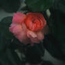 Rose de Cornouaille ® rose photo