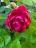 Sultry Night ™ rose photo