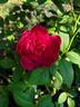 Sultry Night ™ rose photo