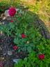 Sultry Night ™ rose photo
