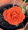 Afrikaans rose photo