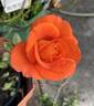 Afrikaans rose photo