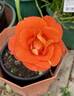 Afrikaans rose photo