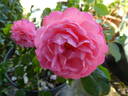 Mim's Rose rose photo