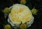 Hikari no Suashi rose photo