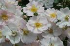 Starry Sky rose photo