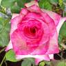 First Choice rose photo