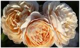 Clotilde de Sorolla rose photo