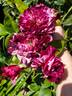 Purple Tiger rose photo